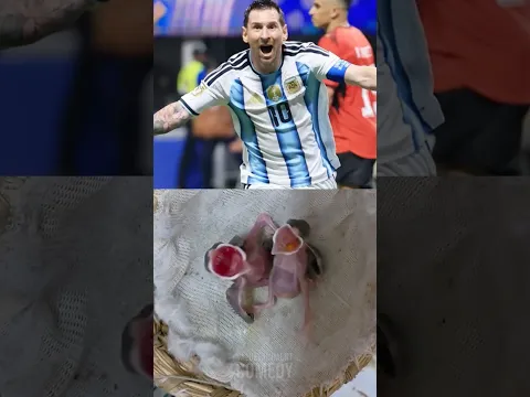 Baby Birds LOSE IT Over Messi’s Goal 😂