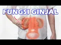 Download Lagu 9 Fungsi Ginjal Bagi Tubuh Manusia