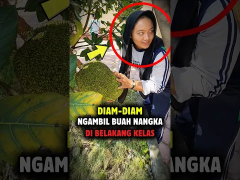 Siswi ini Diam-diam panen nangka di sekolah nya!!