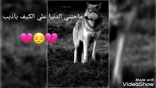 ماجتني الدنيا علي الكيف ياذيب اجمل كلام حكم وعبرقصيدة فخااامة 