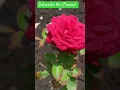 Bullet Rose flowers cultivation and farming #satisfying #farmer #ytshorts  #shorts