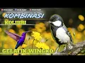 Download Lagu 🔴 KOMBINASI KICAUAN BURUNG MADU DAN GLATIK WINGKO ‼️❓