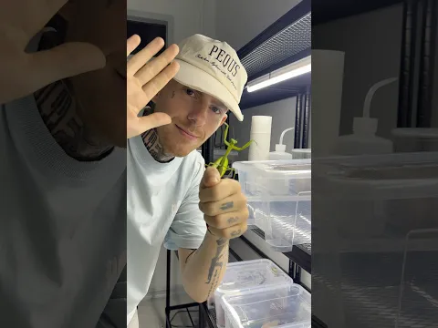 Kung Fu mantis