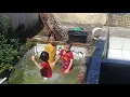 Download Lagu Mandi di kolam ikan 09-04-2021