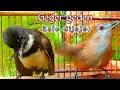 Download Lagu Pelanduk semak VS sikatan kipas - begini jadinya kalo di jejerkan