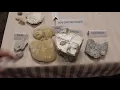 Fossils How to Identify and Find Them