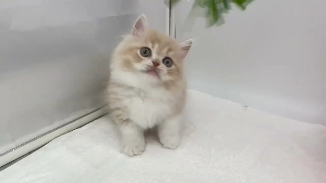 動画