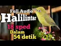 Download Lagu FULL 1 JAM AUDIO ASLI HALILINTAR | SPED TERBAIK KECIAL KUNING JUARA | GACOR NGEJOS LEBIH JERNIH