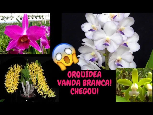CHEGOU ORQUÍDEA VANDA BRANCA! POUCAS UNIDADES!
