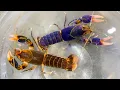 How to Breed Crawfish for Profit Unlocking Rare Colors