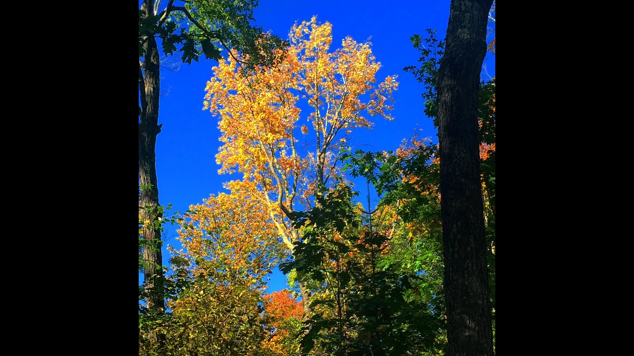 Basic Forestry Tree Measurements