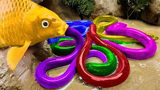 Great Catch Beautiful Aquarium Fish In Giant Colorful Eggs, Snakeskin Guppies, Discus, Baby Turtles