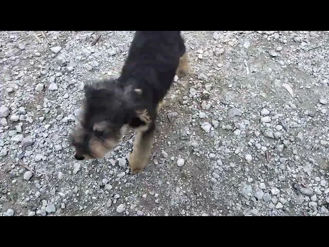 動画