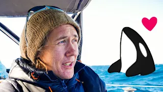 Stopped by a Baby Orca