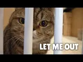Lagu The Cutest Cat in Prison! | Kittisaurus Villains