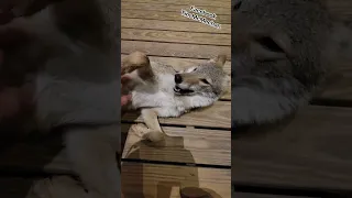 PUPPY POWER! 🐺 #weavethecoyote #dog #wildlife #animals #cute #love #coyote #friends #happy #forest