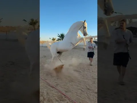 الفحل العربي الكسندر🔥