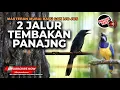 Lagu 🔴 Masteran Kasar 2 Jalur Tembakan Panjang Srigunting Abu Kunti Mix Cucak Cungkok Super Gacor Greja