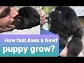 NEWFOUNDLAND PUPPY 1-8 WEEKS OLD Newfies grow fast Breeding Newfoundlands 101