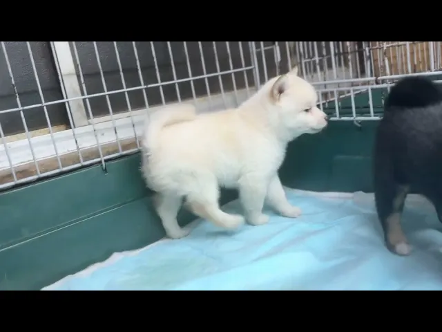 動画