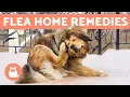 Download Lagu 6 HOME REMEDIES for KILLING FLEAS on DOGS 🐶🐜 Do They Work?