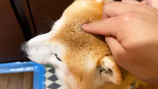 さんぽから帰った柴犬が大量の小さな「アレ」に寄生されていました・・・