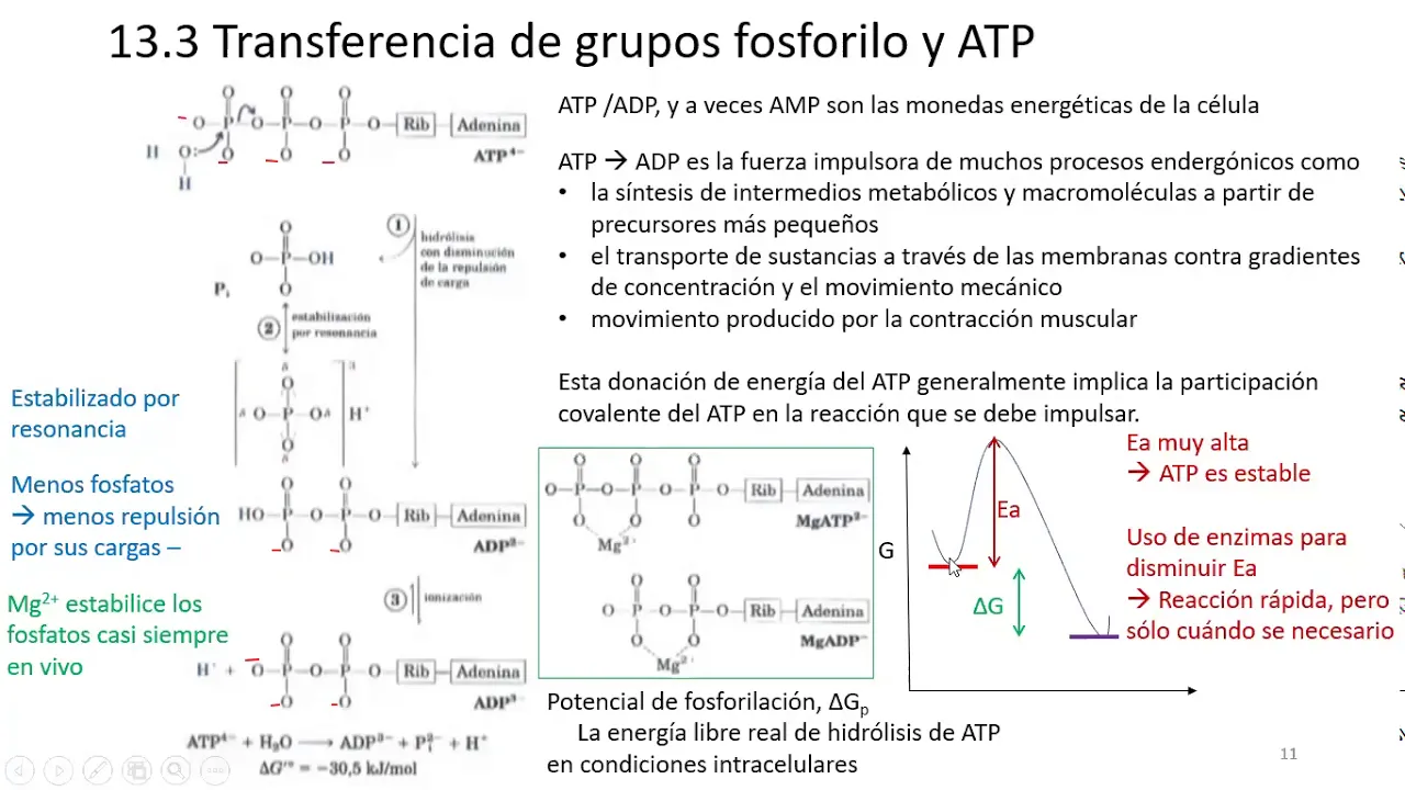 13 6 Hidrólisis de ATP con cálculos