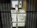 Pentet Macan Gacor