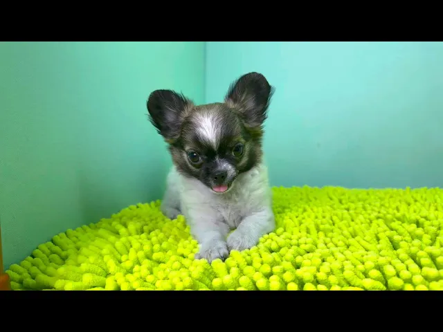 動画