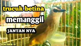 Download trucuk betina memanggil jantan, sangat ampuh jadikan burung trucuk nayaut gacor seketika MP3