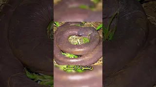 حيوانات لازم تشوفها قبل الانقراض 