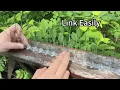 Nsxc Bird spikes Anti Pigeon Spikes Spikes for Fence Tops Garden Balcony Roof and Windows