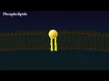 Cell Membrane Structure and Function