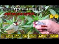 PERBEDAAN GELATIK BELONG JANTAN DAN BETINA PALING TEPAT..!!🦜🦜🤔🤔2024