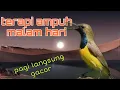Lagu Terapi sogon malam hari 🔥 langsung pagi gacorr 