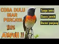 Download Lagu Mp3 Suara Pikat Burung Mantenan