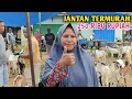 Lagu Harga Kambing Kian Murah, Jantan Cuma 250 Ribu Rupiah 