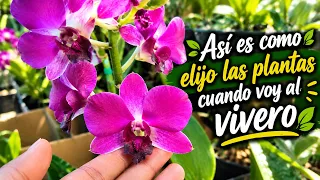 Asi es como elijo las plantas cuando voy al vivero