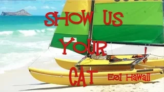 Show us your cat! E01   Kailua Hawaii