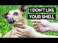10 Smells Dogs Hate the Most Be Careful