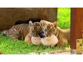 Download Cute Tiger Cubs Pose For Cameras | Tigers About The House | BBC mp4 3gp mp3 videos - waplic