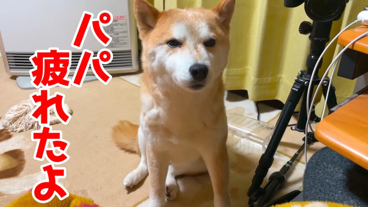 柴犬「私はもう疲れました。」