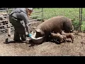 Download Lagu That was too Easy! Weaning Tamworth Piglets and Moving the Momma Sow!