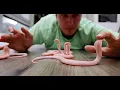 Download Lagu 18 So Cute BUT So Deadly Baby Cobras