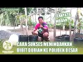 Lagu CARA MUDAH MEMINDAHKAN BIBIT DURIAN KE POLIBEK BESAR