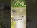 A new river popped up overnight in Preston MN thanks to the rain