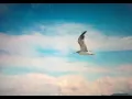 かもめはかもめ  🦆Kamome wa Kamome  研ナオコ　Ken Naoko