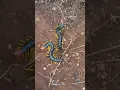 Download Lagu Giant Desert Centipedes  ( Scolpendra Castaneiceps )