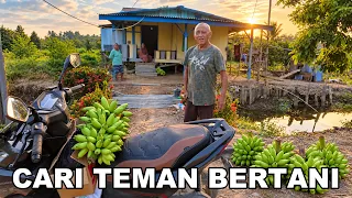 BUTUH TEMAN BERTANI, PAK HAJI CARI PEMBELI LAHAN SAMPING LAHANNYA