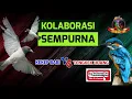 Download Lagu Kolaborasi Yang Sempurna, MASTERAN Burung Kekep Babi VS Tengkek Udang